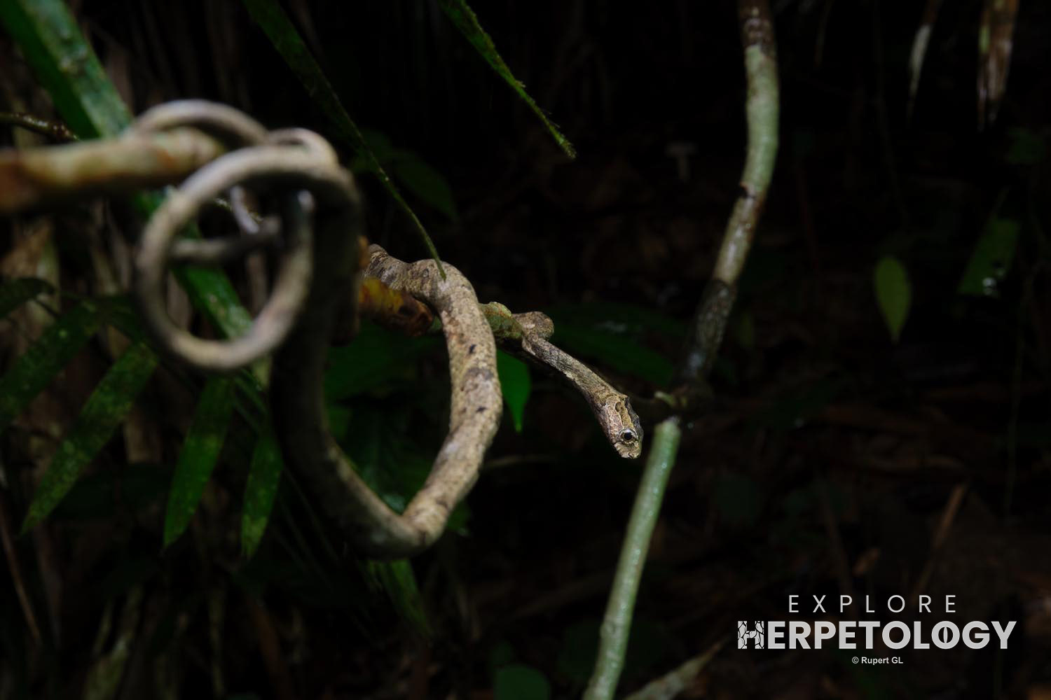 Blunt-headed slug snake (Aplopeltura boa)