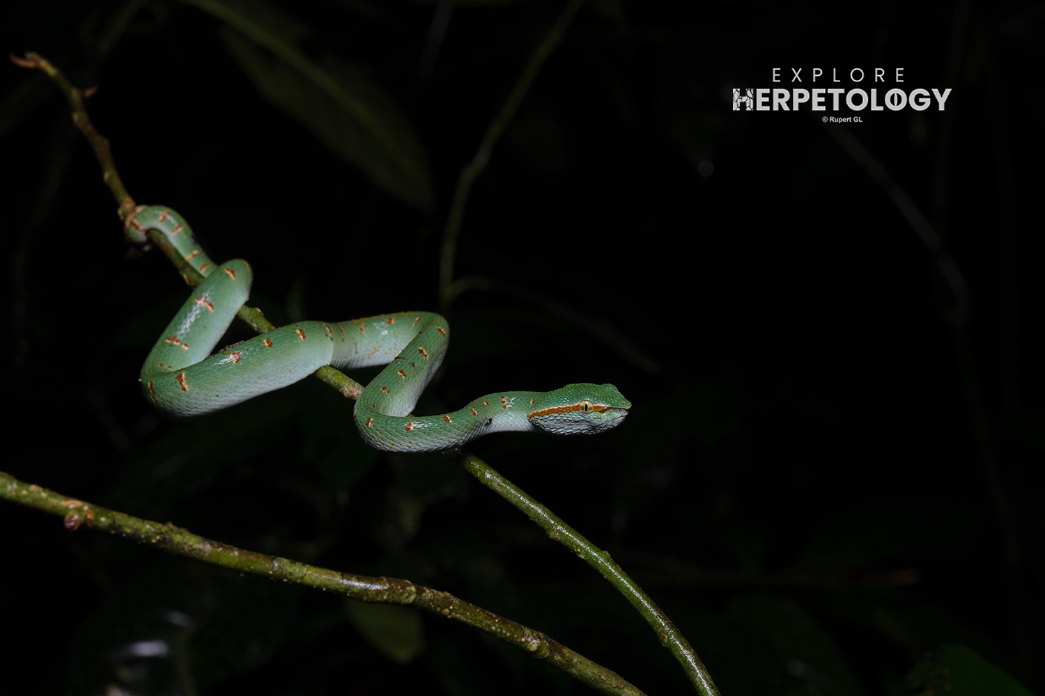 In-situ male Wagler's pit-viper (Tropidolaemus wagleri)