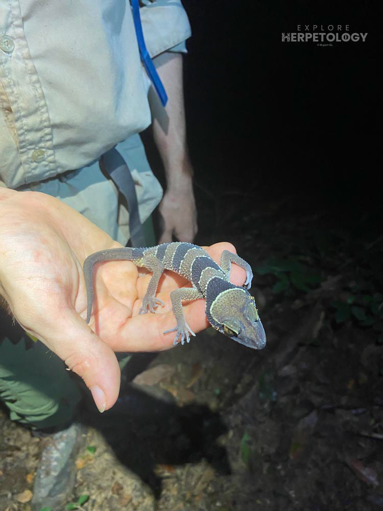 Large-tubercle bent-toed gecko (Cyrtodactylus macrotubercalus)