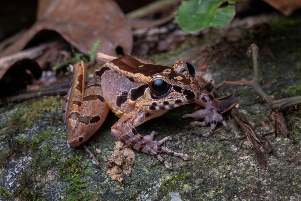 Hole-in-the-head frog (Huia cavitympanum)