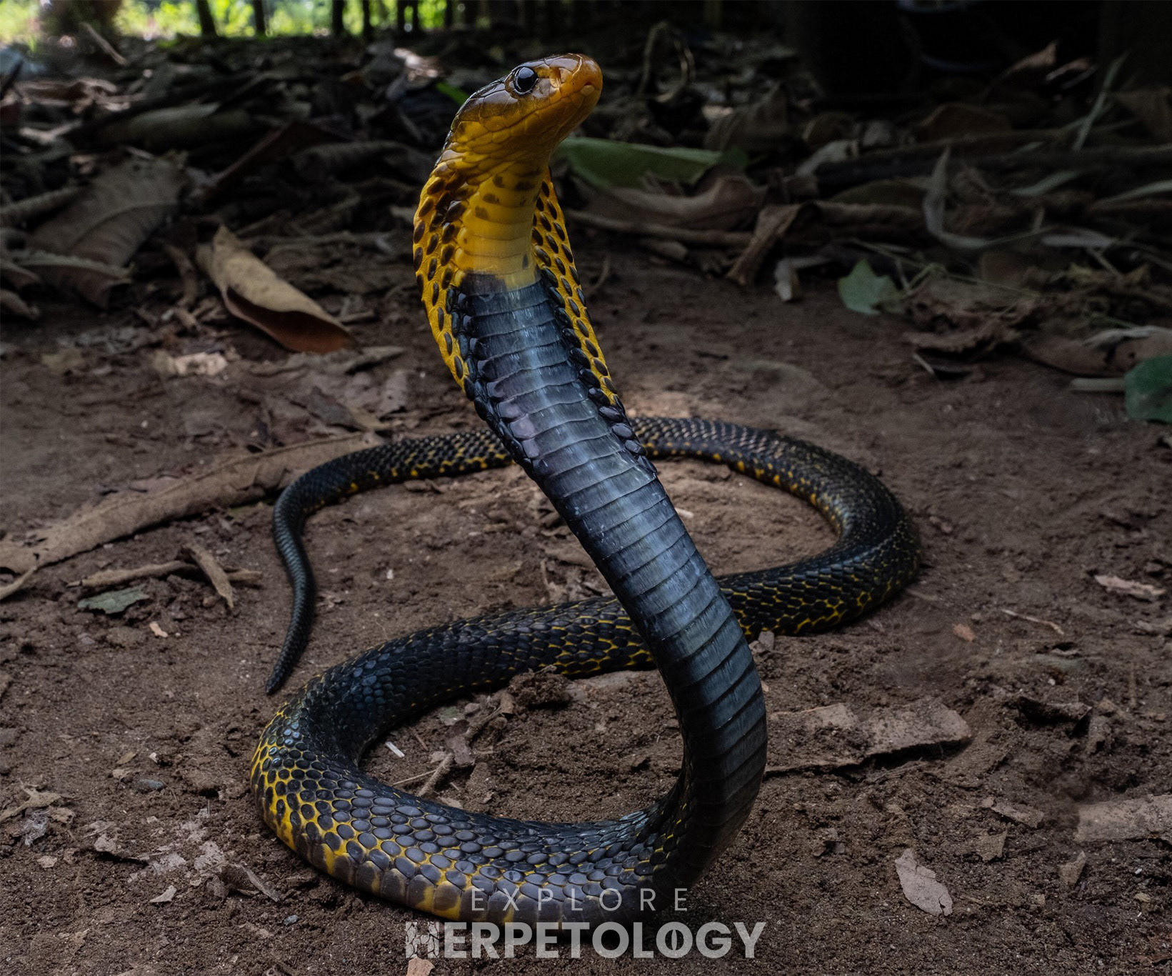 Samar cobra (Naja samarensis)