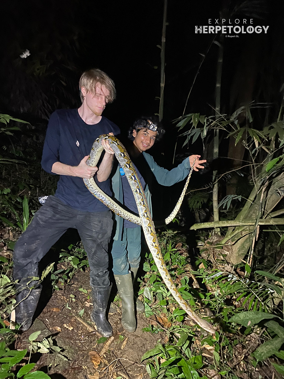 Reticulated python