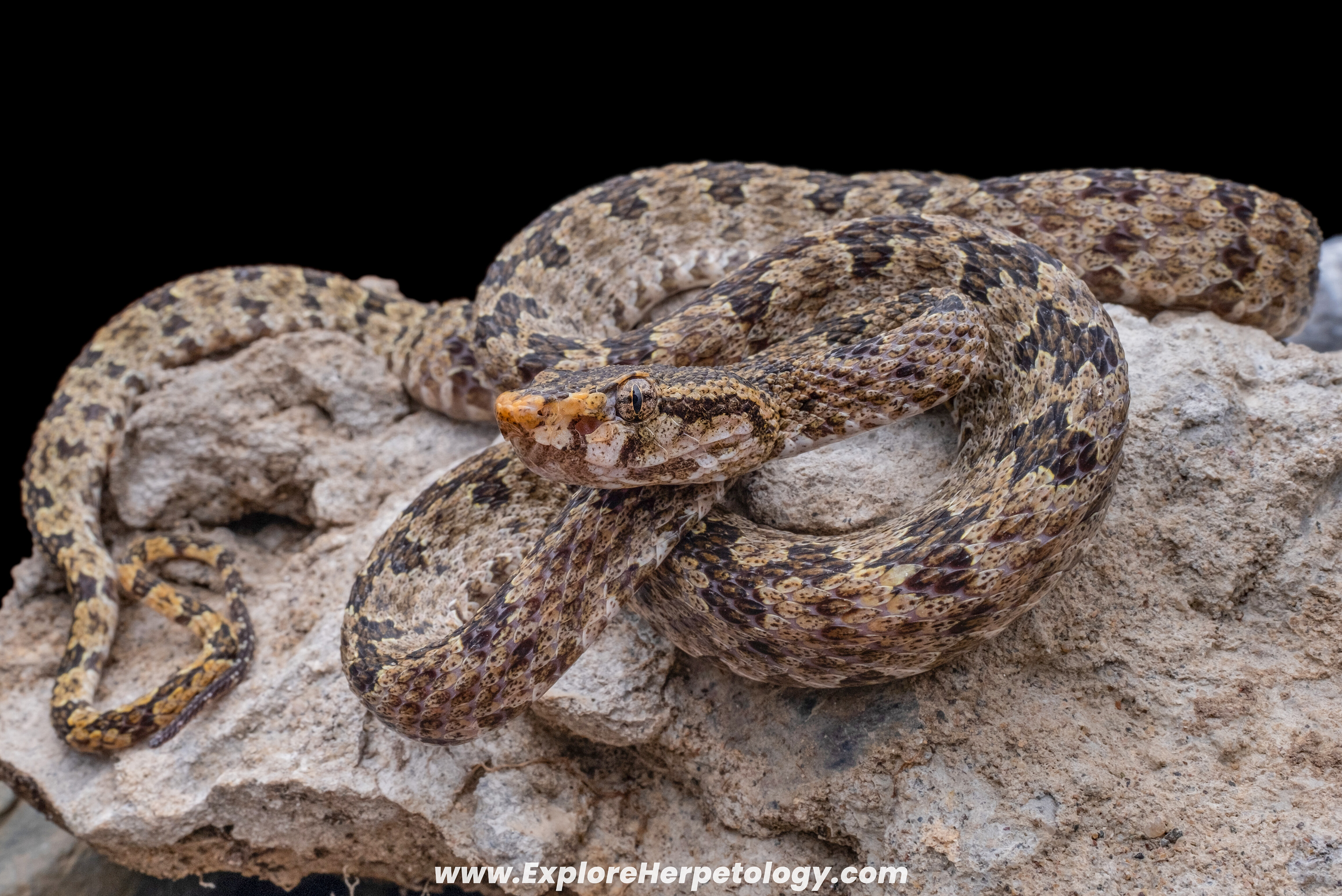 Vang Vieng lance-headed pit viper (Protobothrops flavirostris).