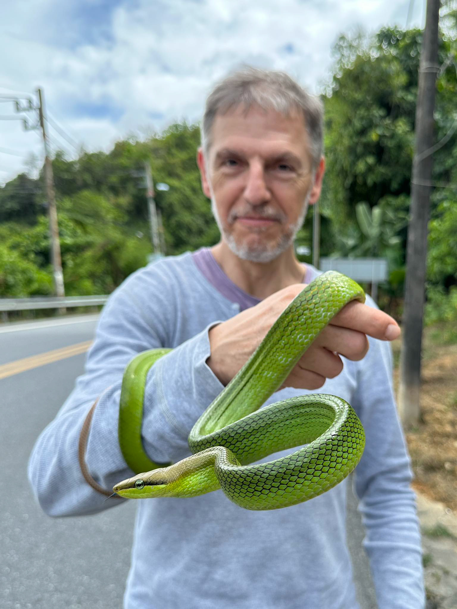 Red-tailed racer (Gonyosoma oxycephalum).