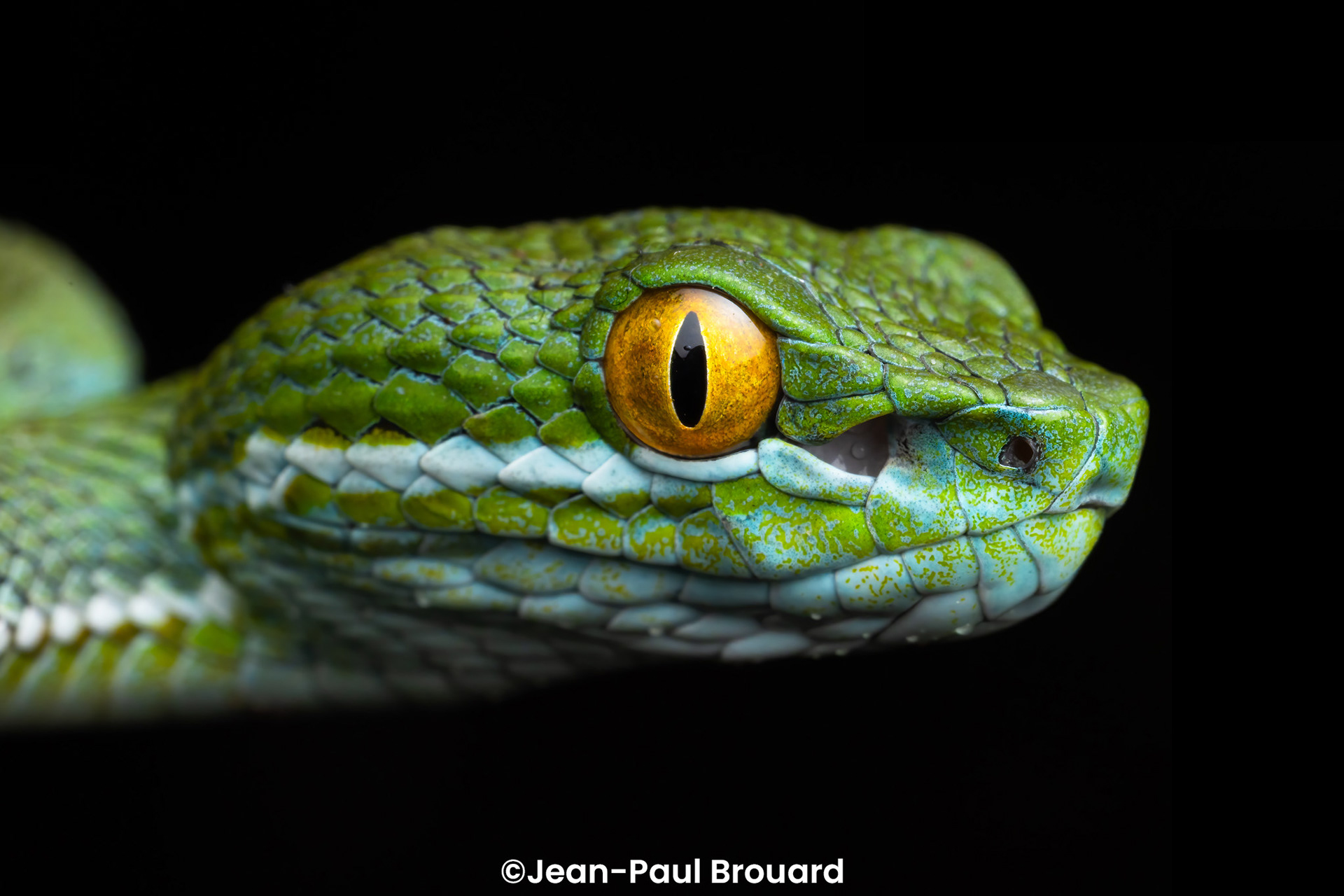 Adult male Trimeresurus cf. macrops.