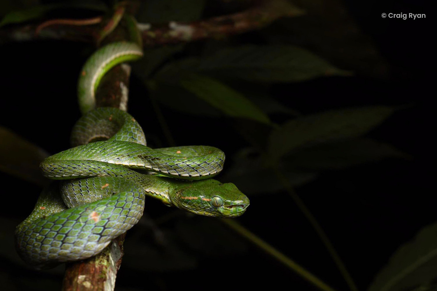 Hagen's pit viper (Trimeresurus hageni).