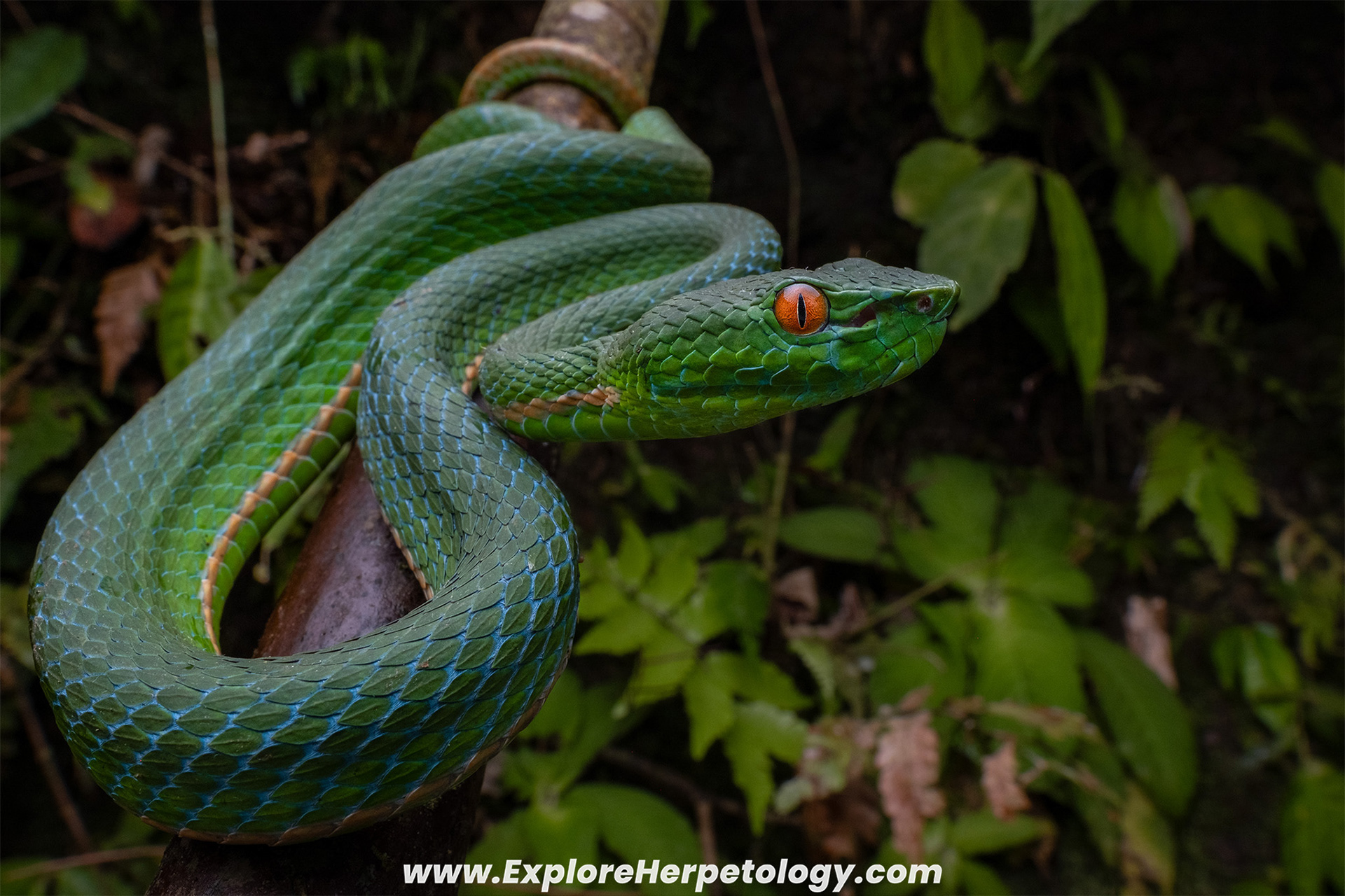 Lake Toba pit viper (Trimeresurus sabahi toba).