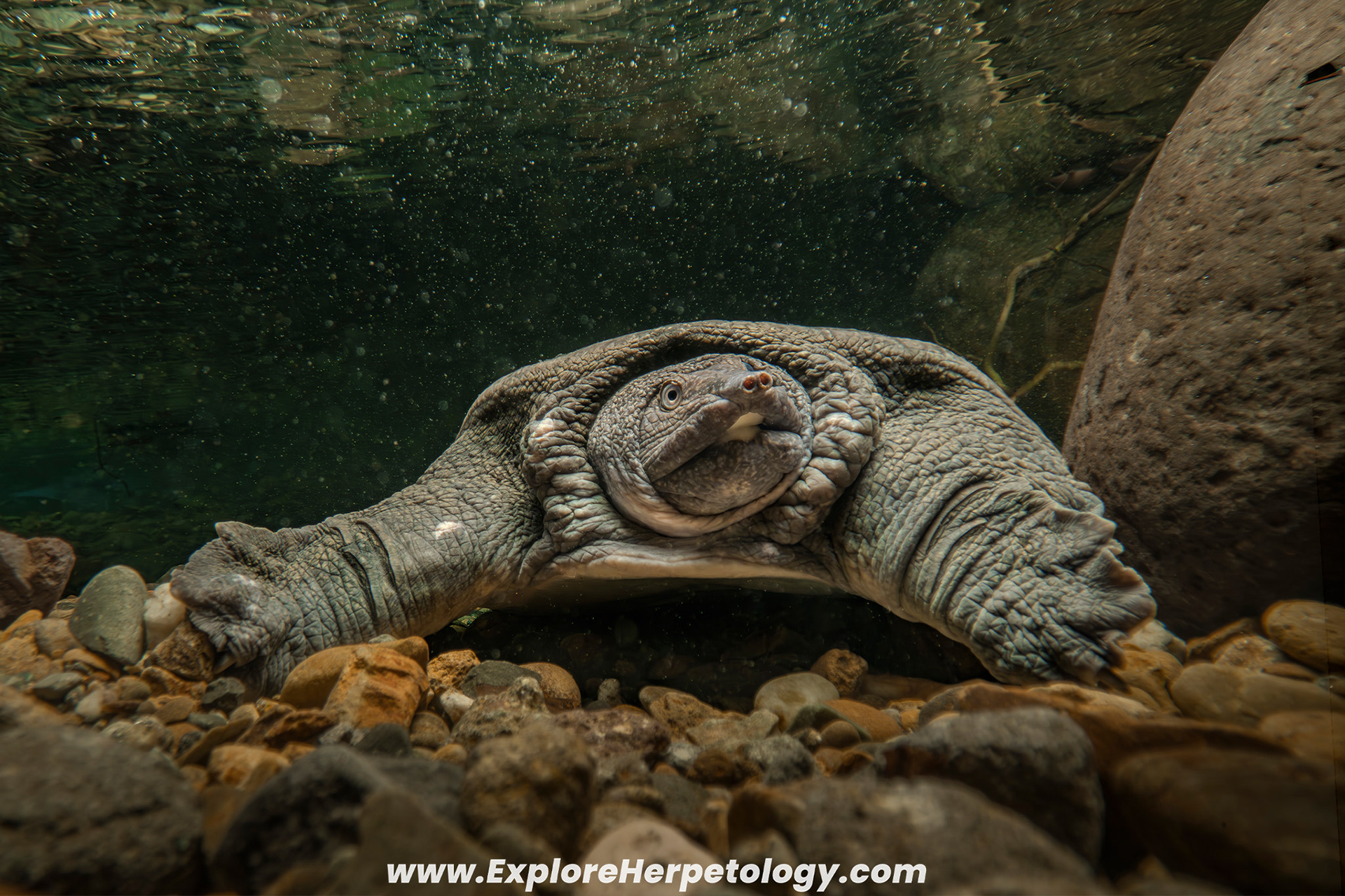 Malayan soft-shelled turtle (Dogania subplana).