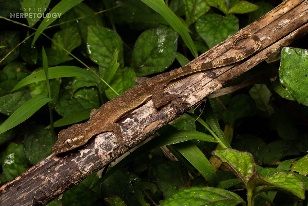 Cyrtodactylus cf. brevipalmatus