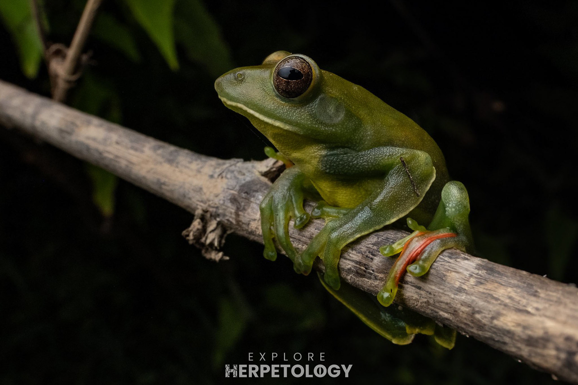 Thorny flying frog (Zhangixalus achantharrhena)