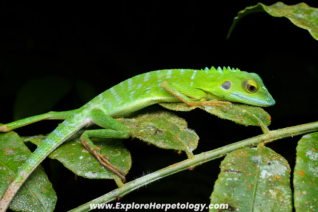 Green crested lizard (Bronchocela octospinosa).