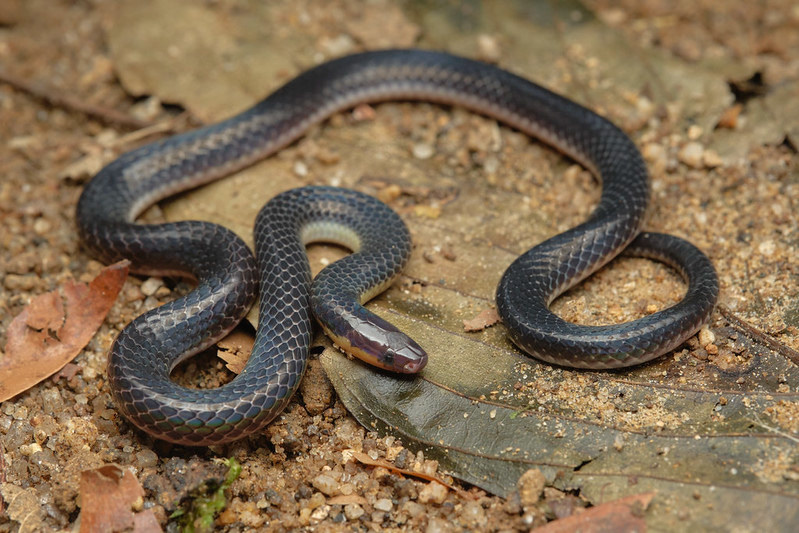 Schlegel's reed snake (Calamaria schlegeli)