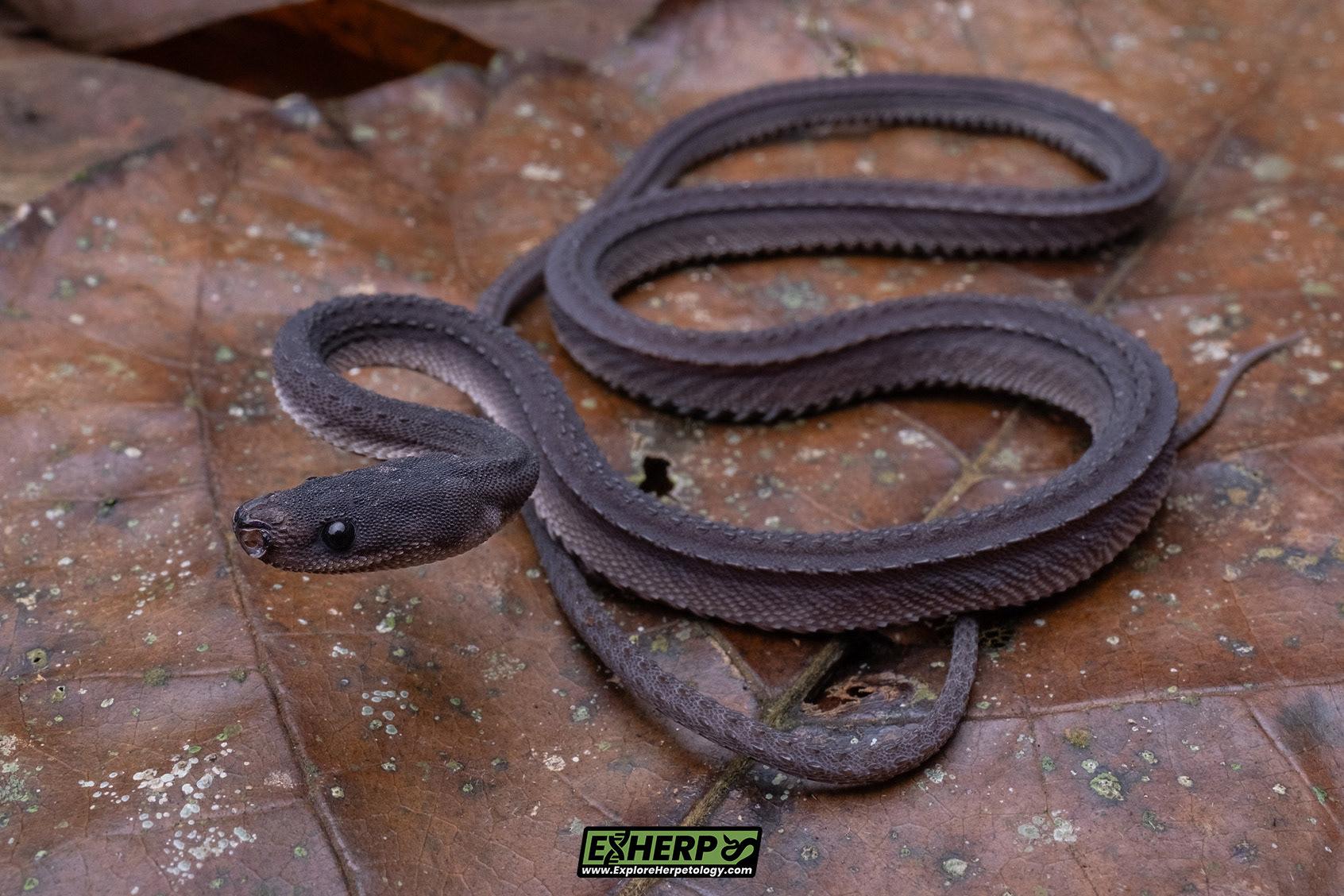Dragon snake (Xenodermus javanicus).