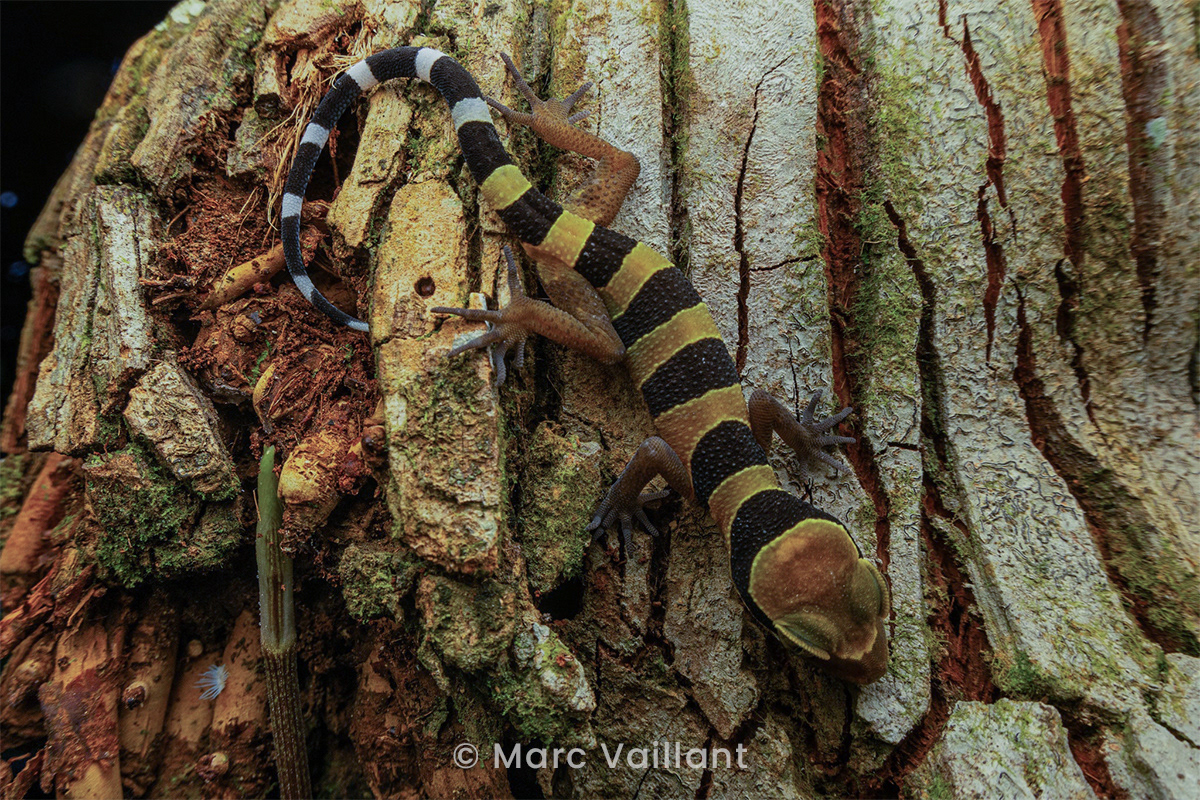 Large-tuberculed bent-toed gecko (Cyrtodactylus macrotubercalus) from our resort garden