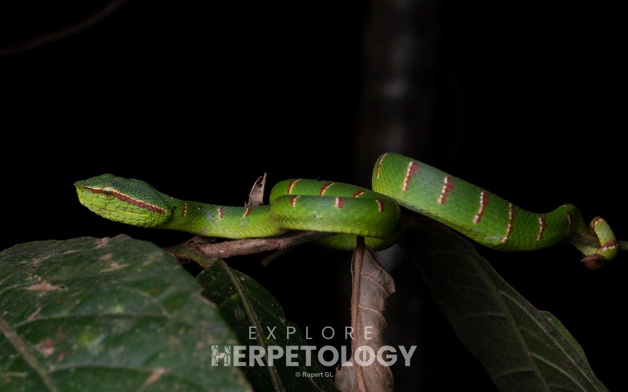 Wagler's pit viper (Tropidolaemus wagleri)
