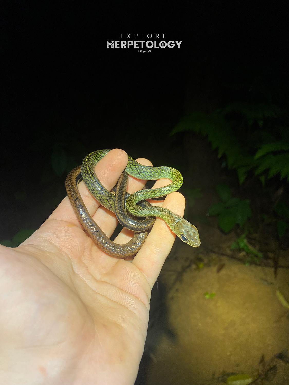 Hatchling White-bellied rat snake (Ptyas fusca)