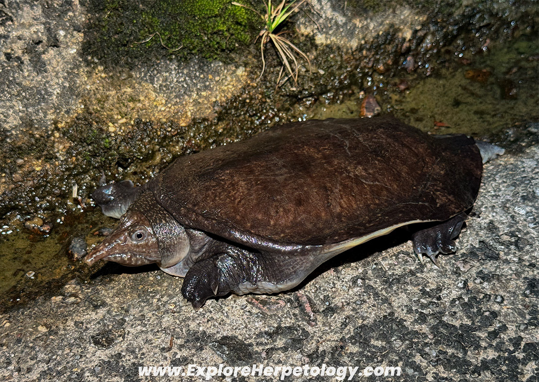 Malayan softshell turtle (Dogania subplana).