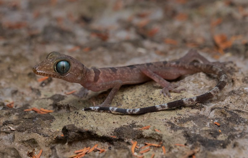 Wangkulangku's bent-toed gecko (Cyrtodactylus wangkulangkulae)