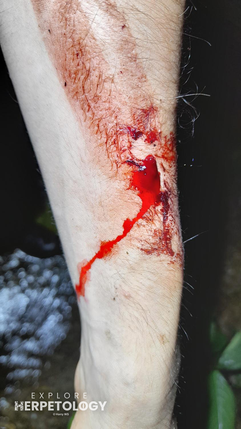 Leech damage