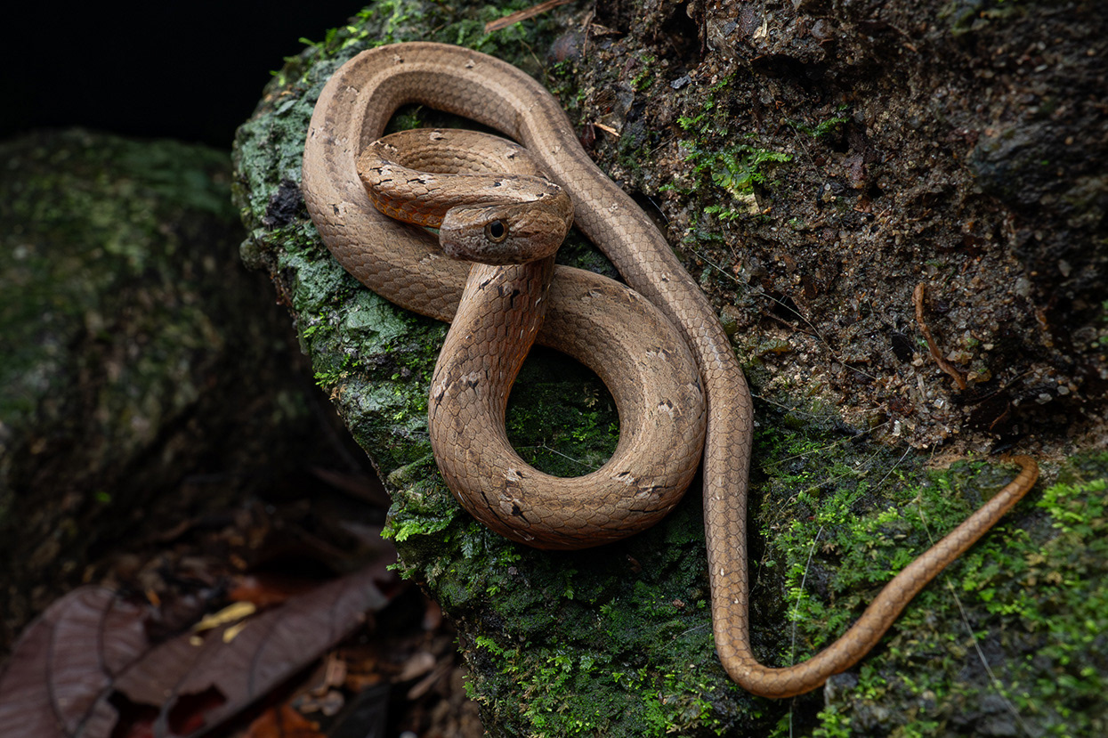 Mock viper (Psammodynastes pulverulentus).