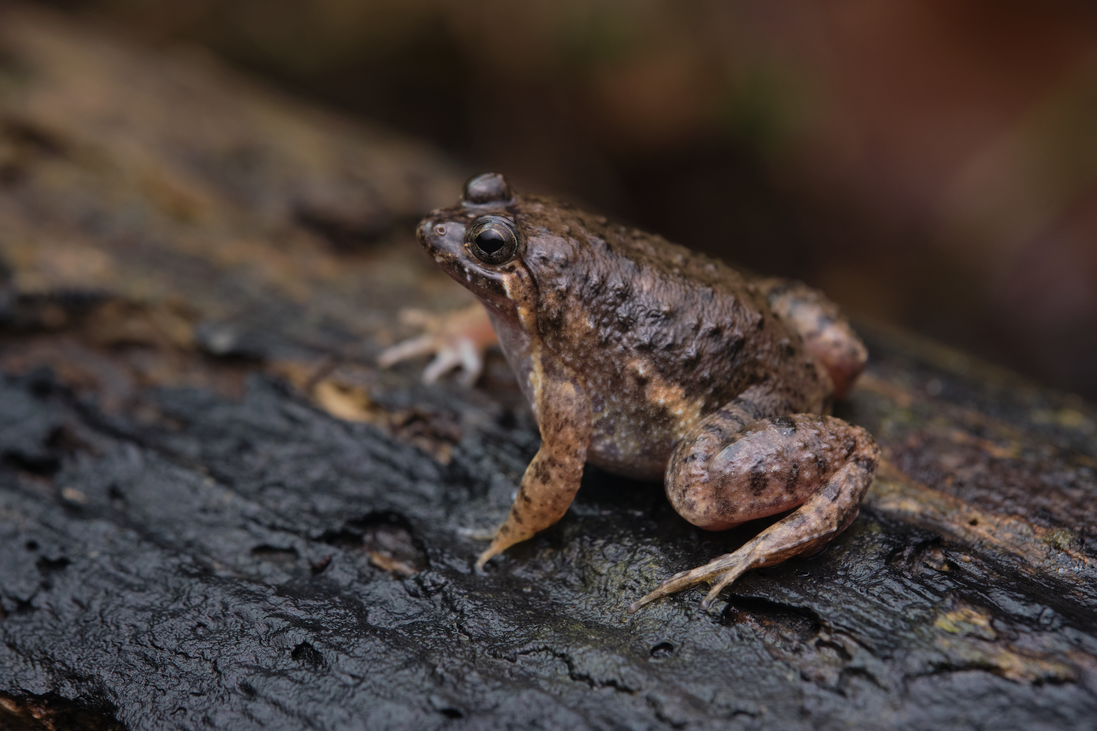 Marten's puddle frog (Occidozyga martensii)