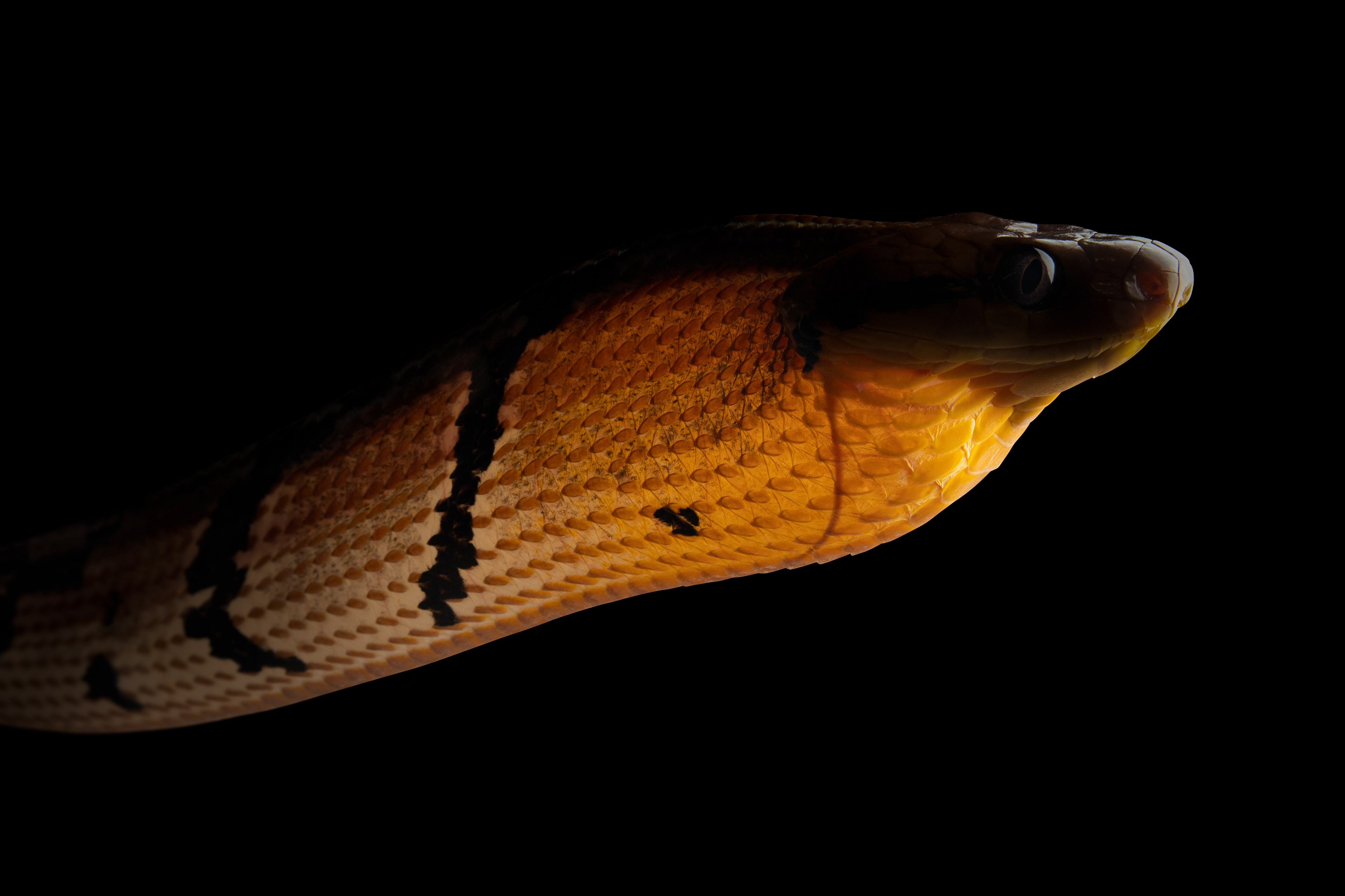 Dog-toothed cat snake (Boiga cynodon).