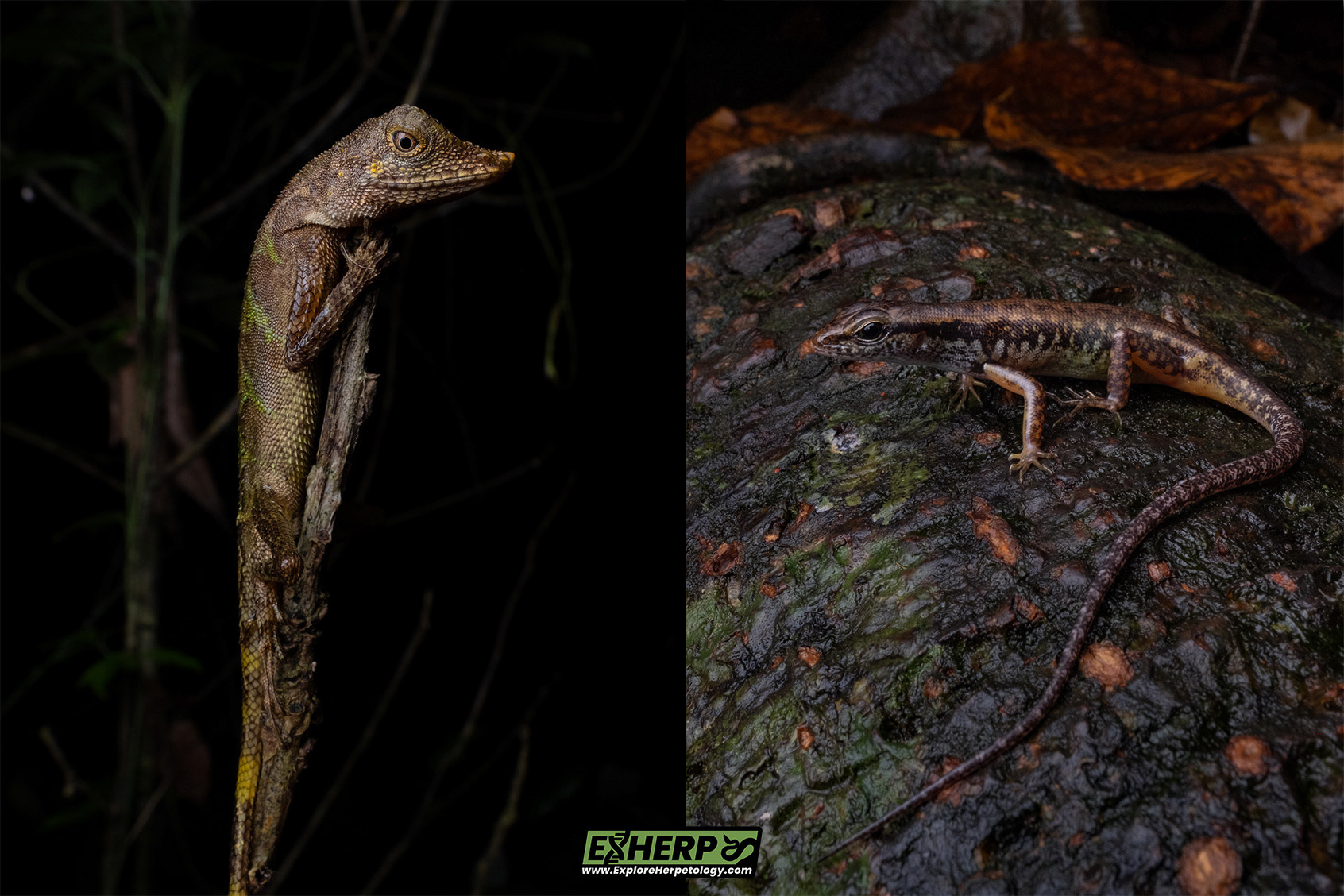 Left: Aphaniotis acutirostris. Right: Unknown Sphenomorphus sp.