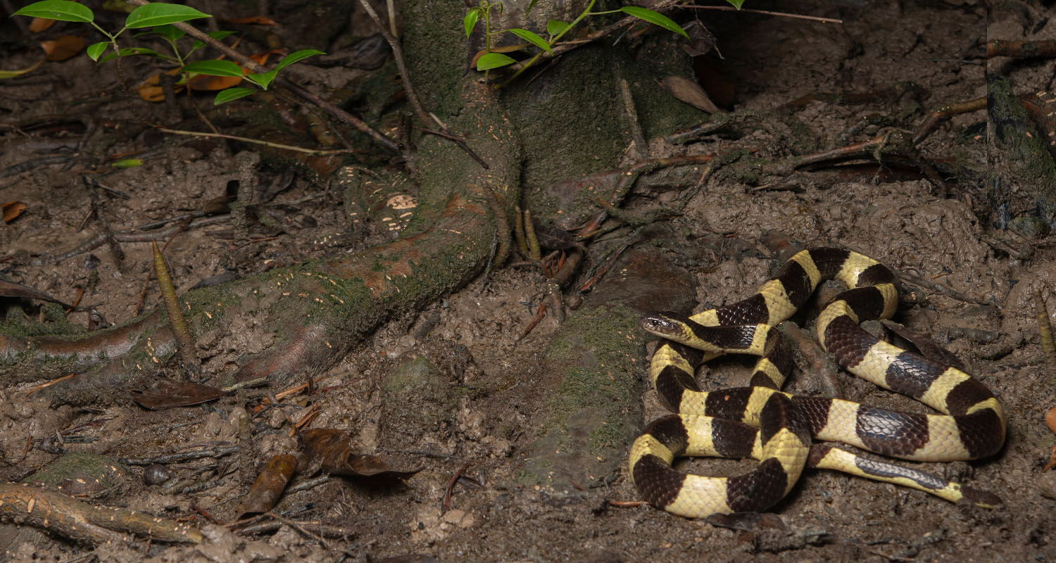 Banded krait (Bungarus fasciatus) from riverine mangrove swamp habitat.
