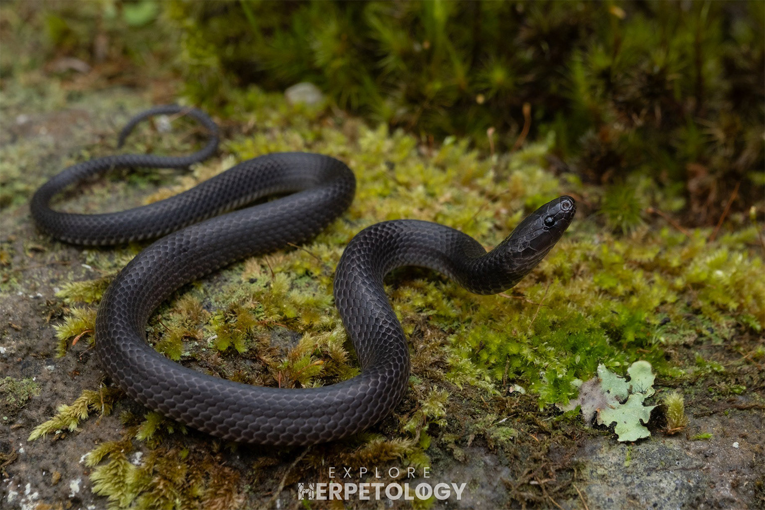 Sumatran mountain snake (Elapoidis sumatrana)