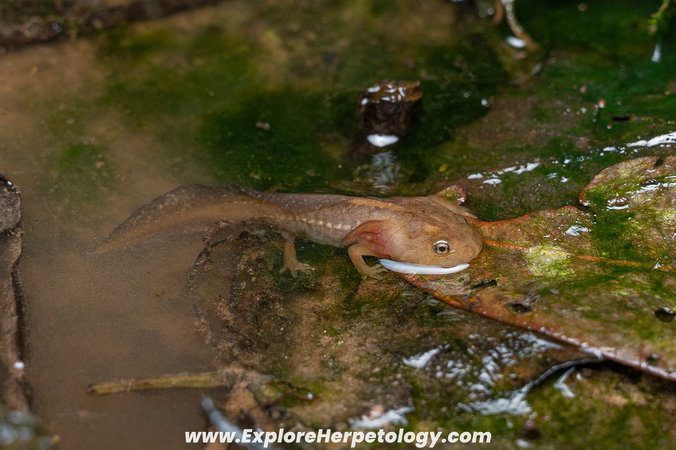 Phu Kha crocodile salandar (Tylototriton phukhaensis)