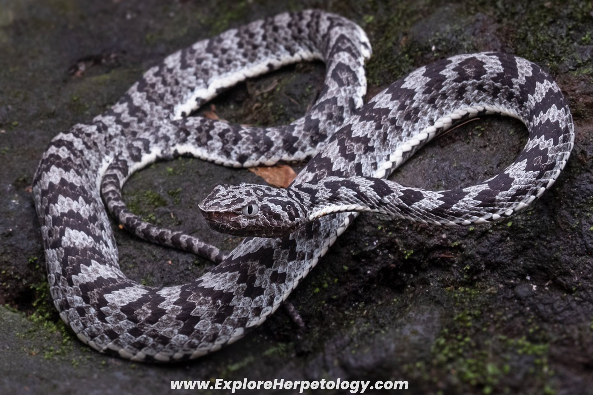 Mcgregor's pit viper (Trimeresurus mcgregori).