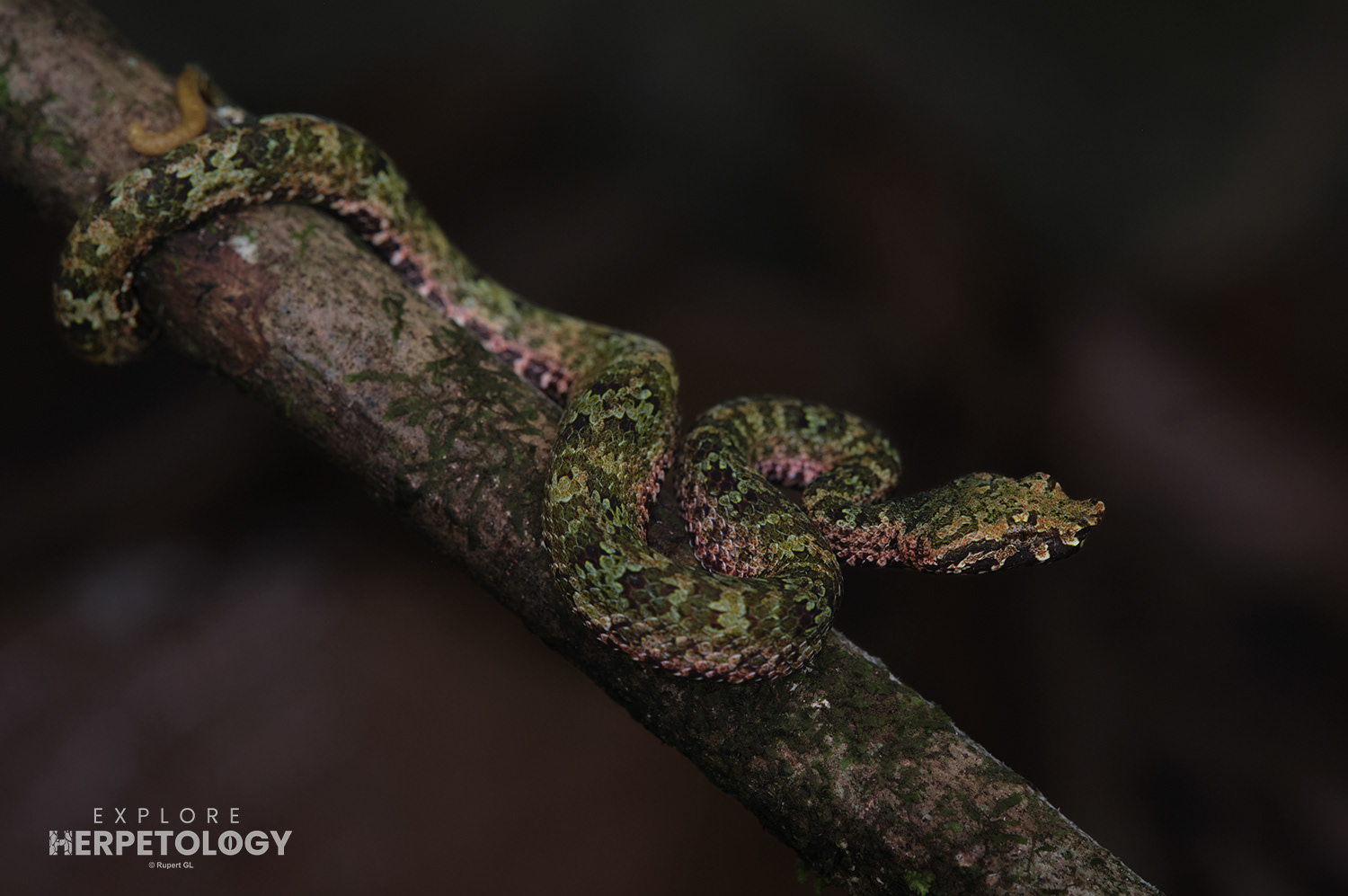 Wirot's pit-viper (Craspedocephalus wiroti) juvenile male
