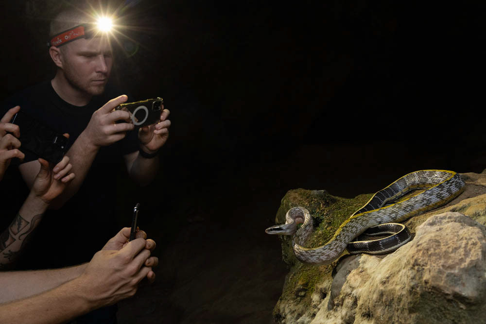 Photographing a Beauty rat snake (Elaphe taeniura helfenbergi) from northern Thailand.
