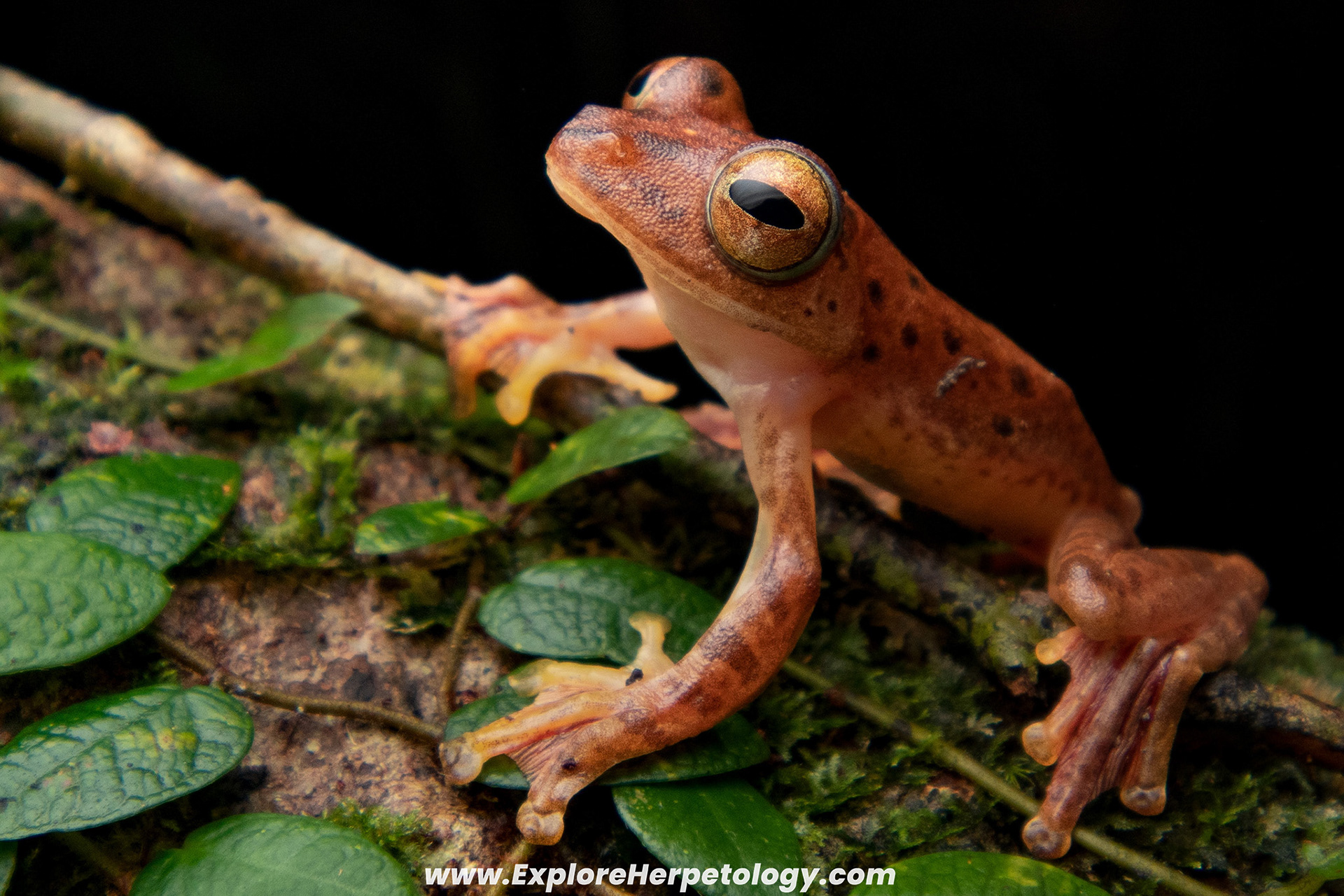 Harlequin flying frog (Rhacophorus pardalis).