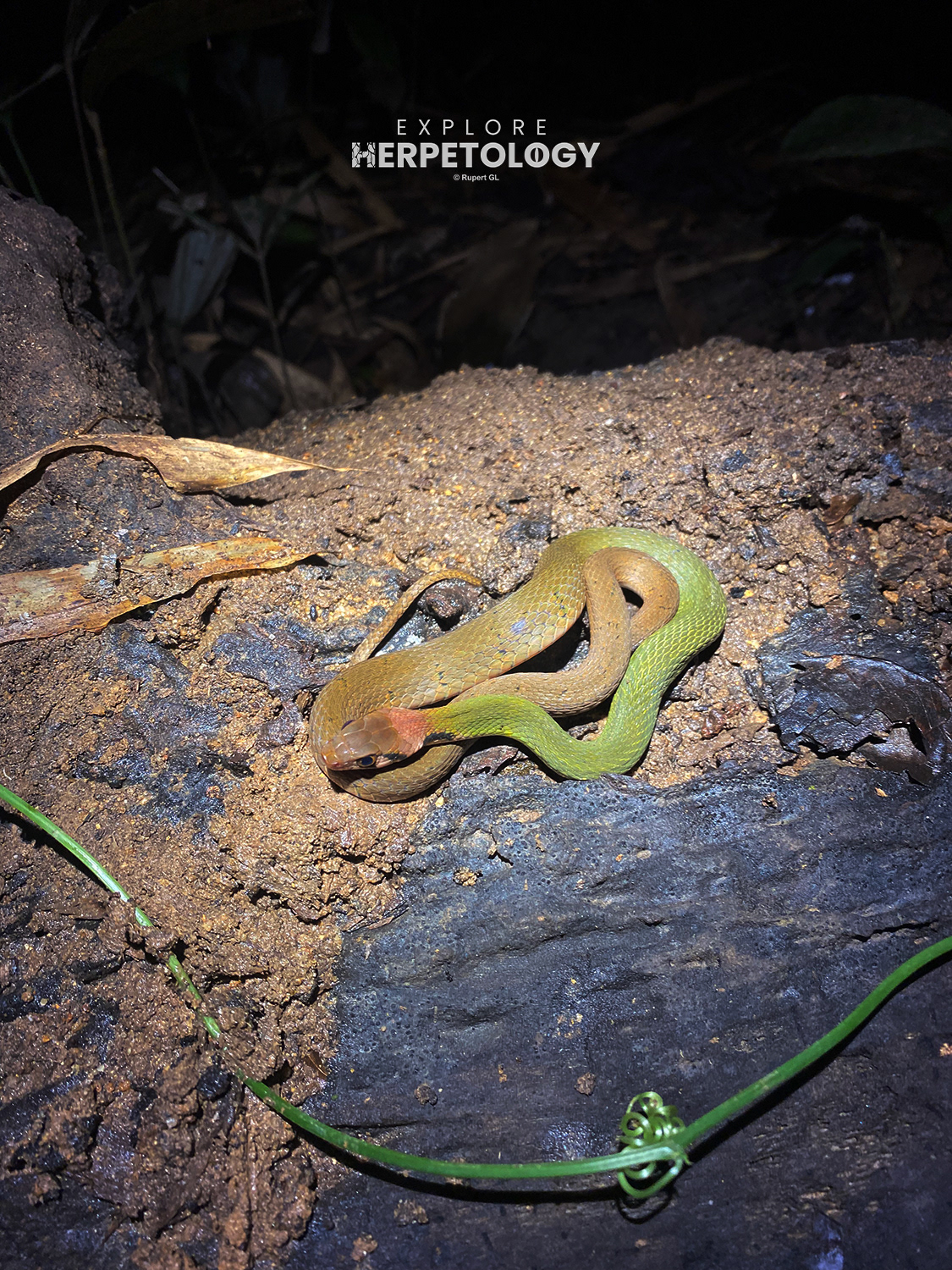 Rhabdophis nigrocinctus