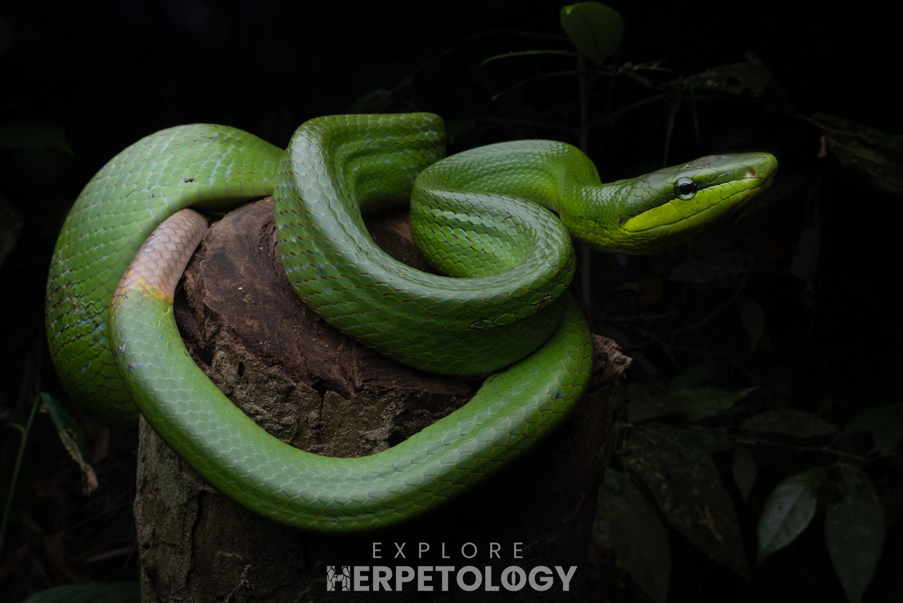 Red-tailed ratsnake (Gonyosoma oxycephalum).