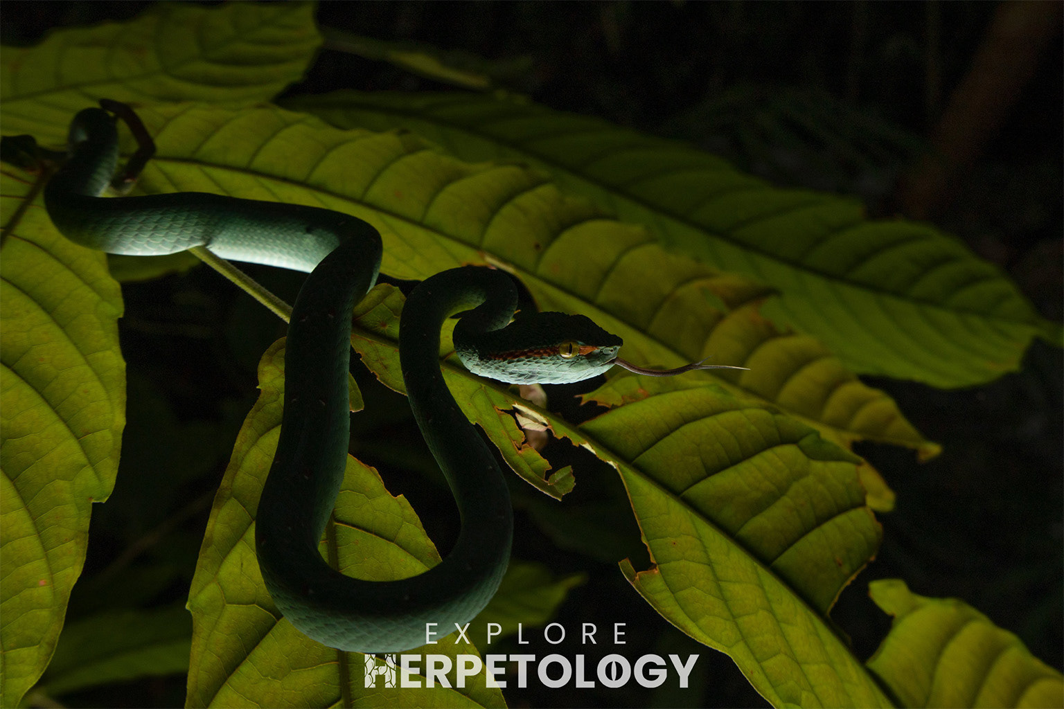 Male Wagler's pit viper (Tropidolaemus wagleri)