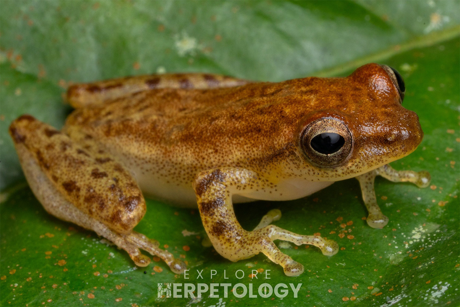 Nakhawan bubble-nest frog (Feihyla marginis).