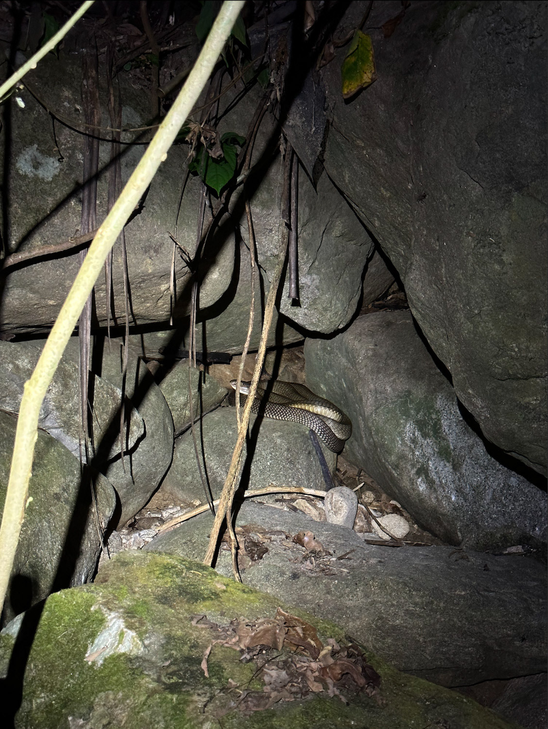 In-situ king cobra.