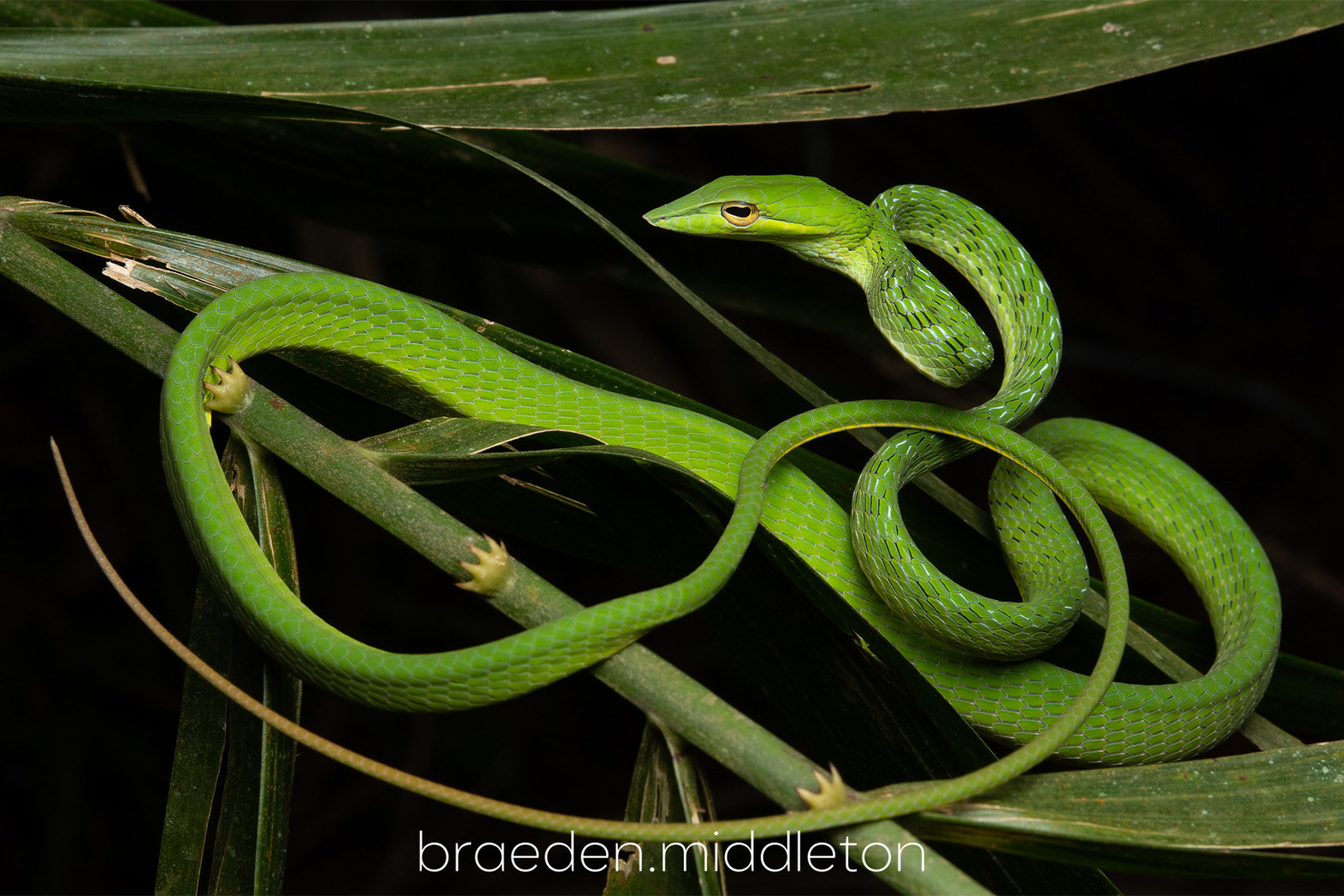 Oriental vine snake (Ahaetulla prasina).