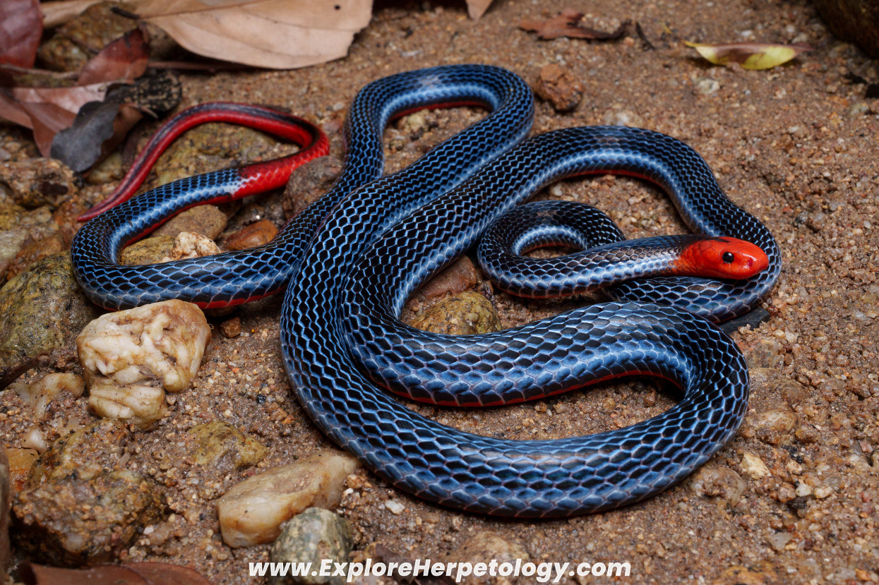 Malaysian blue coral snake (Calliophis bivirgata flaviceps).