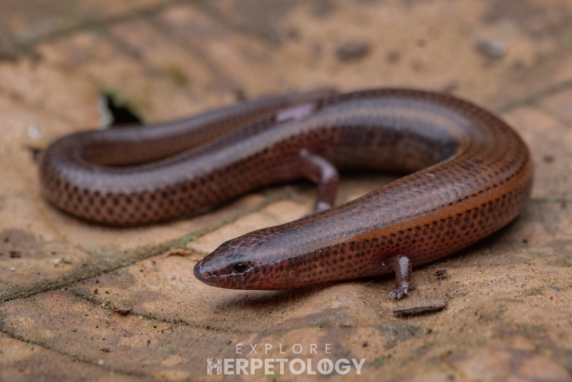 Brachymeles gracilis.