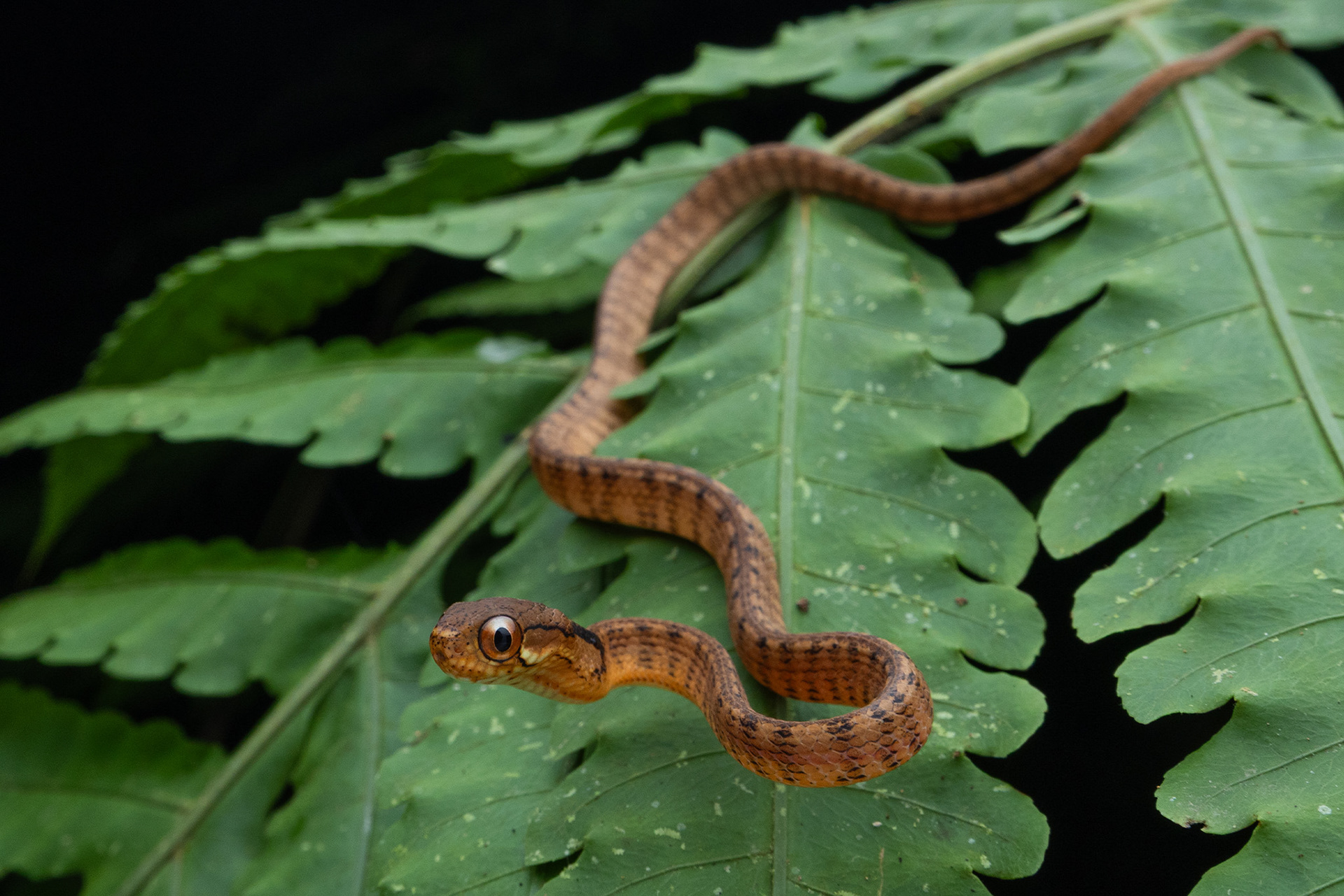 Keeled slug snake (Pareas carinatus)