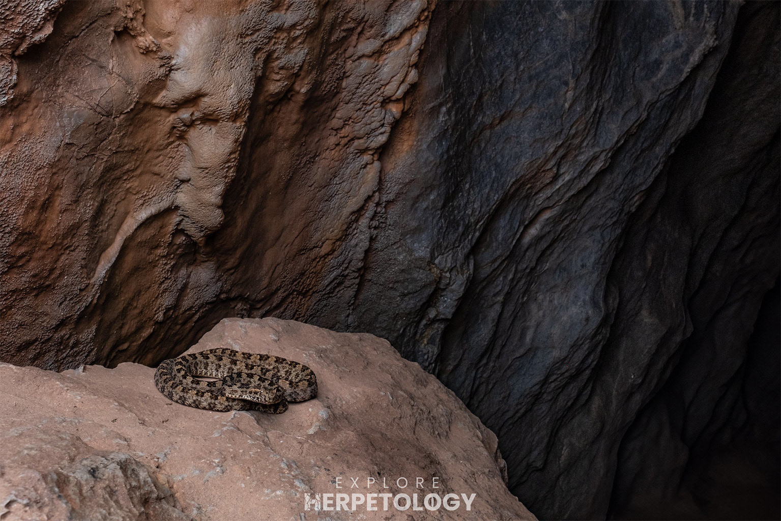 Three horn-scaled lancehead (Protobothrops sieversorum)