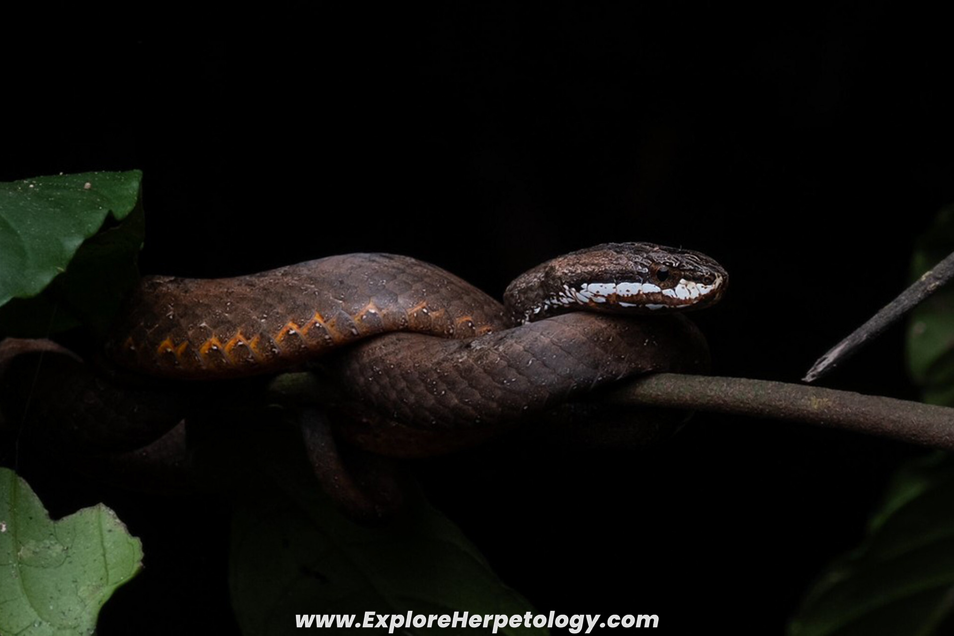 Mock viper (Psammodynastes pulverulentus).