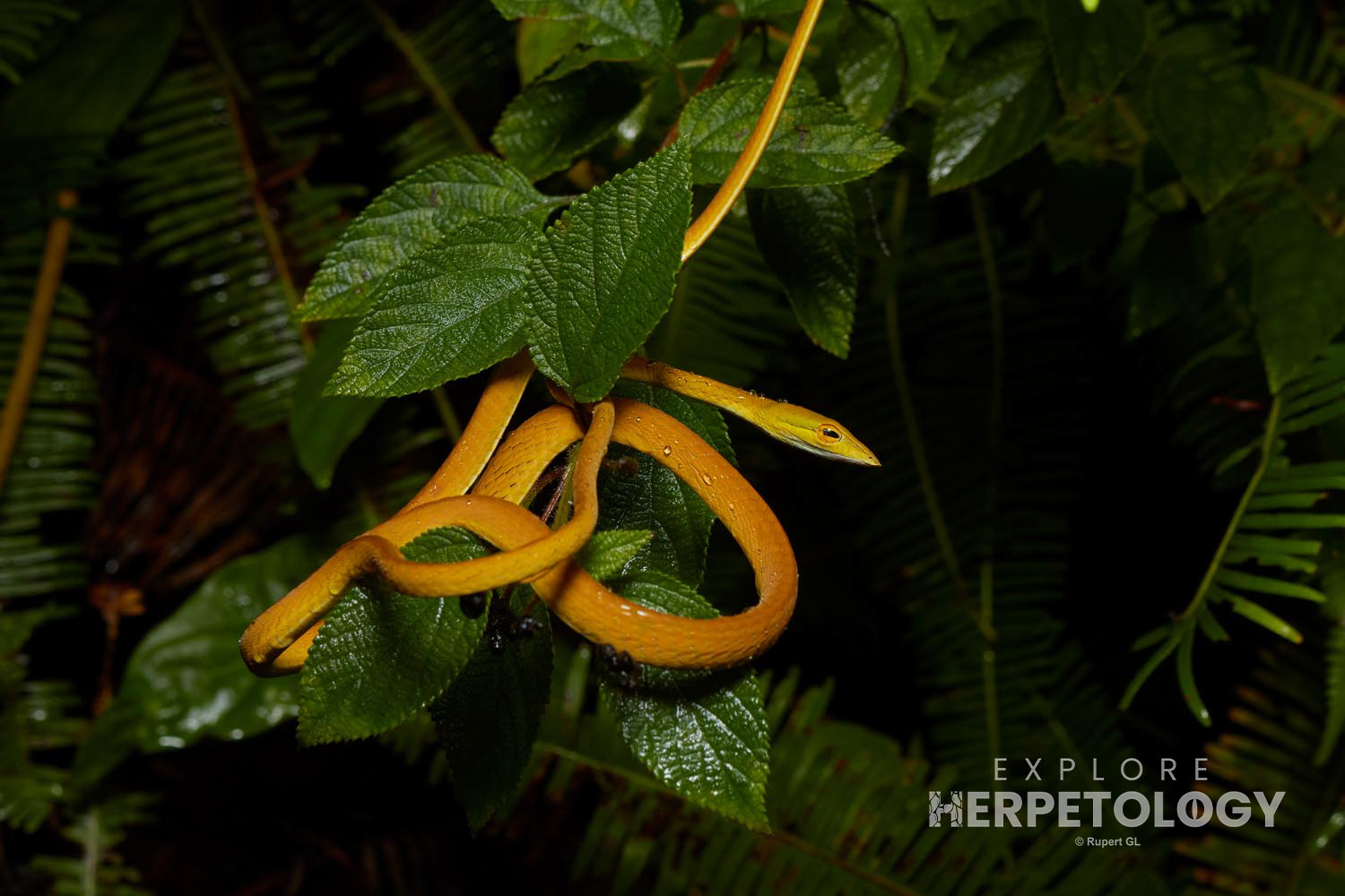 Oriental vine snake (Ahaetulla prasina)
