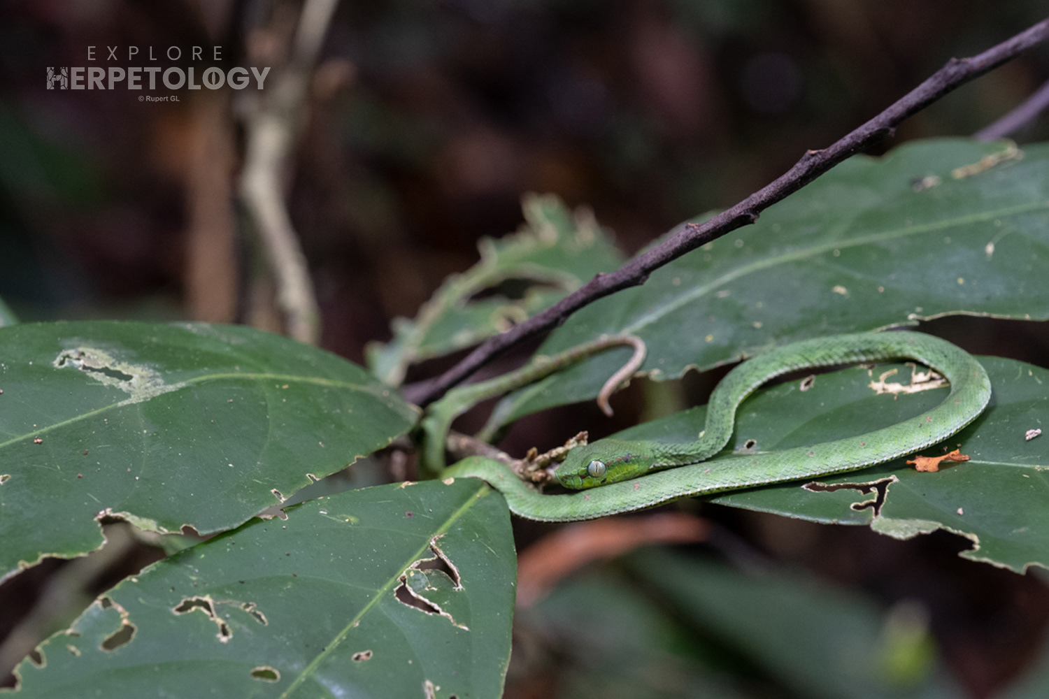 Juvenile Hagen's pit viper (Trimeresurus hageni)