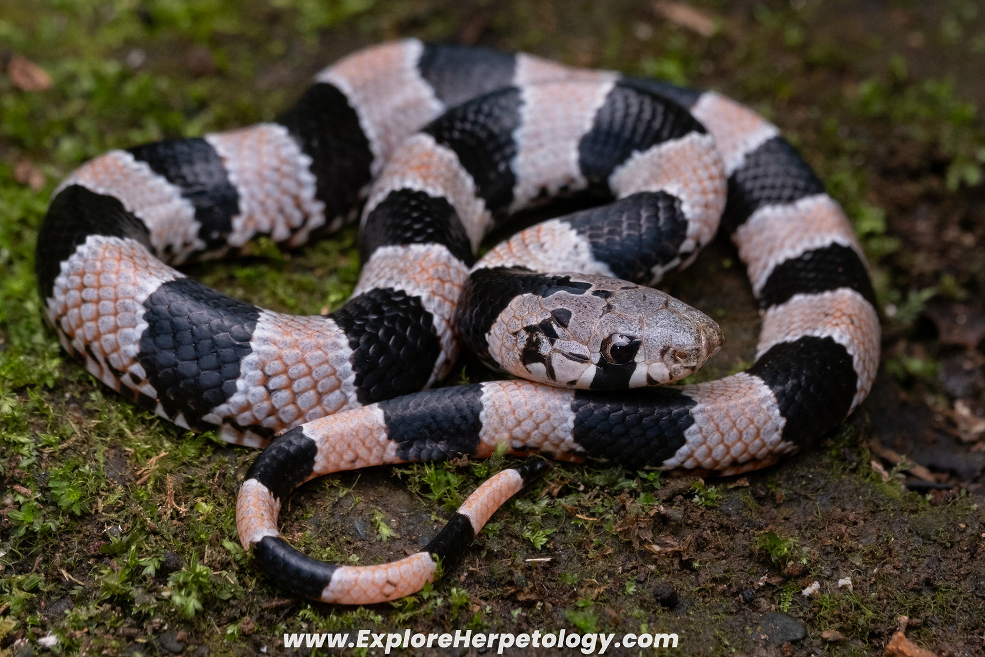 Mindanao kukri snake (Oligodon maculatus).