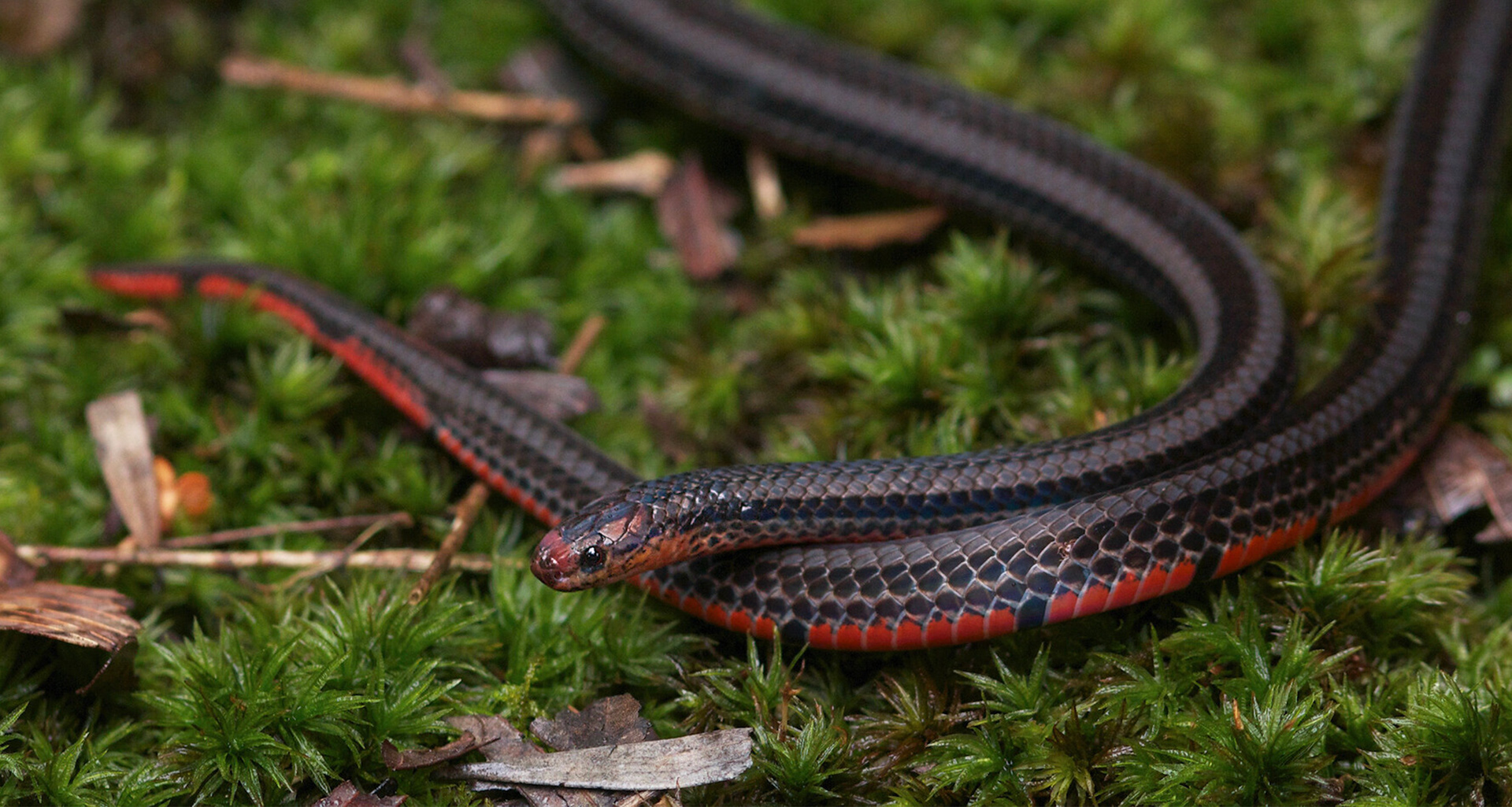 Black-striped coral snake (Calliophis nigrotaeniatus).