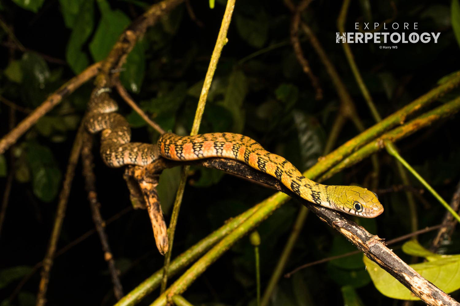 Triangle keelback (Xenochrophis trianguligerus)